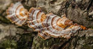 Turkey Tail mushroom benefits